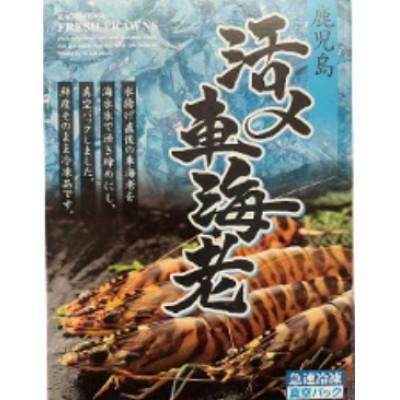 ふるさと納税 屋久島町 活き〆冷凍車海老  Lサイズ300g×1パック(14〜16尾入り) |  | 01