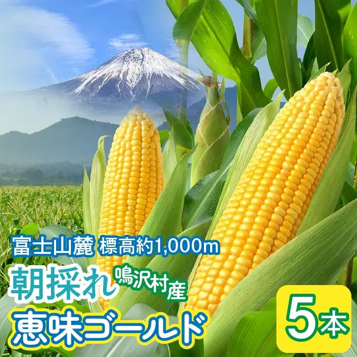 ＜2026年発送＞ とうもろこし　恵味ゴールド　5本 | ふるさと納税 とうもろこし トウモロコシ ジューシー 朝採りコーン 野菜 山梨県 鳴沢村 送料無料 | NSAK001