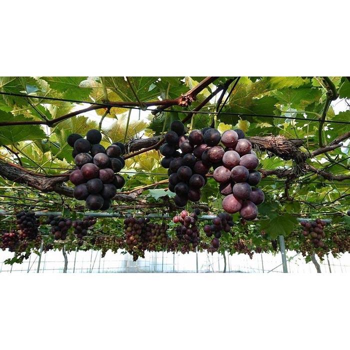 大宮司さんのピオーネセット　1.8kg～2kg