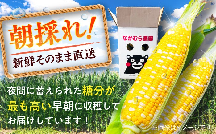 高糖度 かんかんむすめ 糖度 コーンスープ 甘さ コーン おやつ BBQ バター焼き 野菜 とうもろこし 糖度  菊陽町