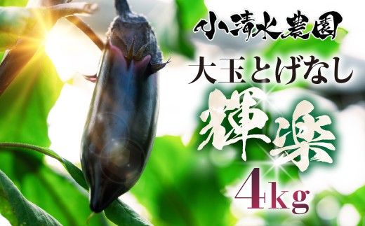 《先行予約》大玉なす とげなし輝楽 4kg 茄子 なす ナス 旨い 甘い 艶 ツヤ ハリ 揚げ物 揚げ茄子 焼茄子 麻婆茄子 輝楽 愛知県 豊橋市