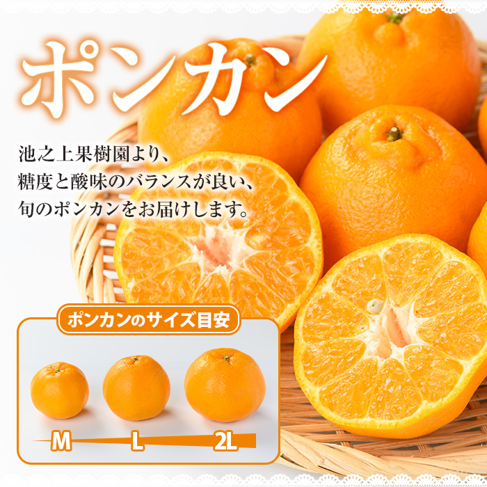 ＜先行予約受付中！2025年12月上旬頃より順次発送予定！＞池之上果樹園の旬のポンカン (約5kg・約24〜30玉)(化粧箱入り) 国産 鹿児島県産 果物 ぽんかん 椪柑 みかん ミカン 蜜柑 フルー