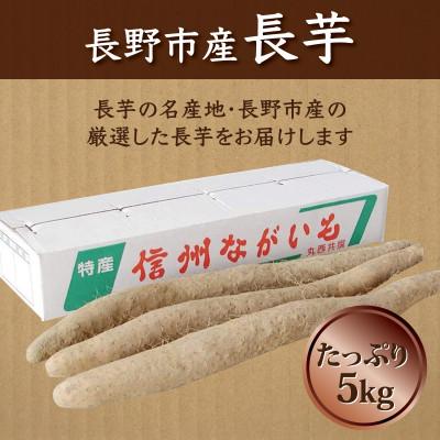 ふるさと納税 長野市 【日本有数の長芋産地より】長野市松代産「長寿長芋」約5kg(3〜4本)