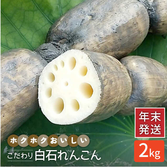 【ふるさと納税】 【年末発送】【先行予約】 れんこん（泥付き） 2kg 【れんこんの家やました】[IAW004]
