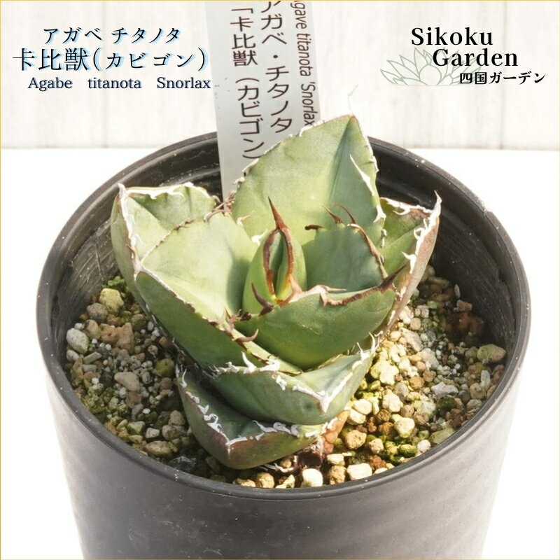【ふるさと納税】アガベ・チタノタ「卡比獣（カビゴン）」 3.5号鉢 四国ガーデン 人気 多肉植物 インテリア 観葉植物 グリーン リラックス｜D23