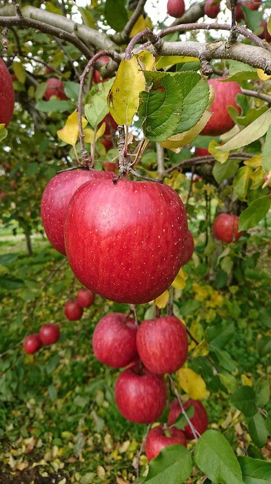三関産りんご晩生種詰め合わせ 3kg満杯詰め 三関りんご 晩生種 りんご 詰め合わせ ふじ 王林 はるか 秋田県産 湯沢市産 果物 フルーツ 産地直送 甘い ジューシー【奥山農園】[K10402]