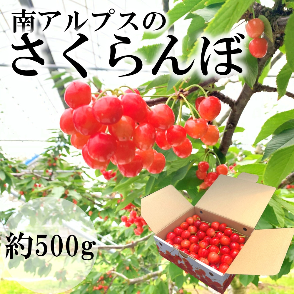 
            ＜2025年発送分先行予約＞南アルプス市産　さくらんぼ　500ｇ ALPAH013
          