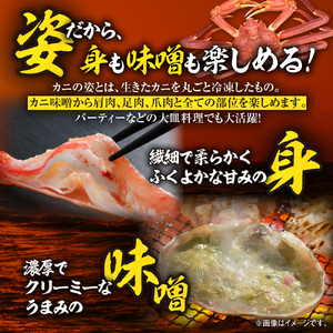 【茹でたて瞬間冷凍】ズワイガニ 650g前後×3尾 北海道 蟹 ズワイ