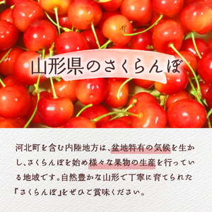【令和7年産先行予約】さくらんぼ佐藤錦 秀L1kg以上(500gバラ詰め×2パック)山形県河北町産【晴天畑】　（山形県 山形県河北町 河北町 フルーツ 2025年 令和7年産 さくらんぼ サクランボ 
