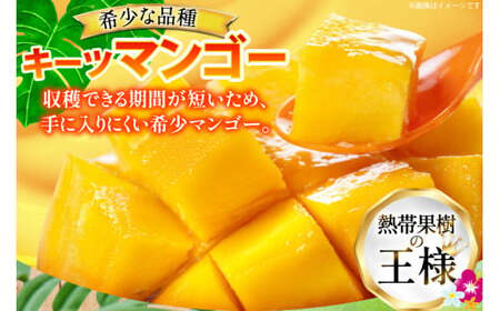 マンゴー 家庭用 キーツ マンゴー 約 2kg (2〜3玉) 【期間限定発送】 [伊江村マンゴー部会 沖縄県 伊江村 ie47bde320000] 