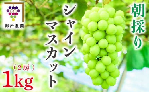 【先行予約】 シャインマスカット 2房 約1kg ＜出荷時期：2025年8月下旬～2025年9月下旬頃＞フルーツ ぶどう 葡萄 【内祝い 内祝 お祝い 御祝い 御祝 お礼 御礼 プレゼント ギフト 贈り物 御所農園 徳島県 阿波市 】