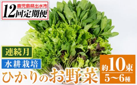 i850 ＜定期便・計12回(連続月)＞ひかりのお野菜(約10束・5～6種) 国産 野菜 やさい 葉物 旬 ほうれん草 水菜 チンゲン菜 小松菜 リーフレタス ルッコラ 水耕栽培 ミックスリーフ 山東白菜 何が届くかはお楽しみ 【ひかりの郷】