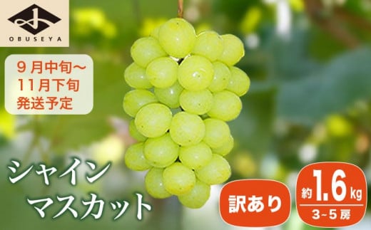 【訳あり】シャインマスカット 約1.6kg 3～5房 ［小布施屋］数量限定 期間限定 家庭用 規格外 不揃い 傷 果物 フルーツ ぶどう 葡萄 ブドウ クール便 冷蔵便 生産者応援・支援品 長野県産 信州産 令和7年産 【2025年9月中旬～11月下旬発送】 ［A-217］