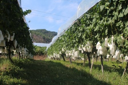 長野県青木村産ロザリオビアンコ(種あり)