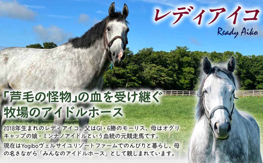 【レディアイコ】「粉」オリジナルコーヒー　函館美鈴コーヒーコラボ BRTV445-1