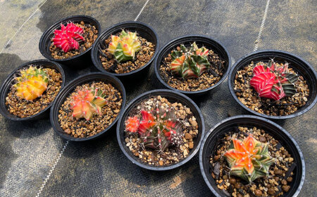 ギムノカリキウム ミハノビッチ 8株 Gymnocalycium mihanovichii 長与町/アグリューム[EAI225]