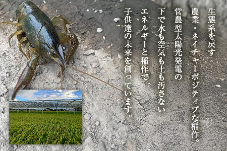 【数量限定！お試し寄附額】栽培期間中農薬不使用 精米5kg にじのきらめき 