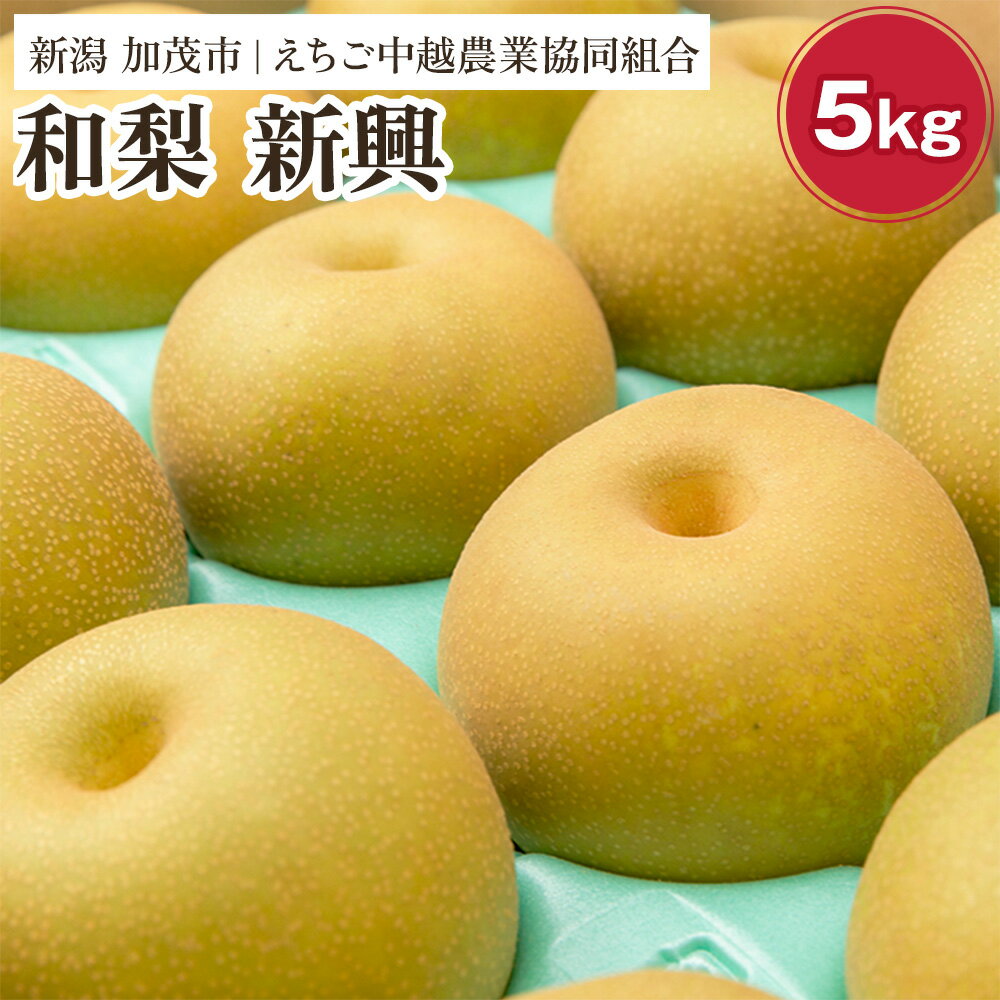 【ふるさと納税】【2026年先行予約】「天果糖逸（てんかとういつ）」新潟県産和梨 新興 約5kg（6〜8玉）《10月下旬〜配送予定》 しんこう 果物 フルーツ 冬の味覚 産地直送 加茂市 えちご中越農業協同組合