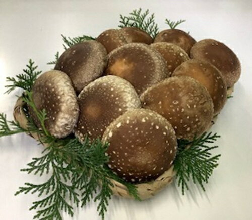 【ふるさと納税】 生 肉厚 しいたけ 700g きのこ 山菜 椎茸 シイタケ 食べ応え 惣菜 出汁