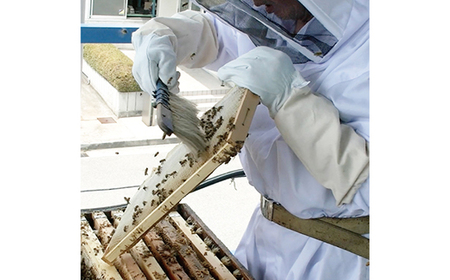 天然はちみつ「はち美っちゃん」　百花蜜　150g×8個【1590822】