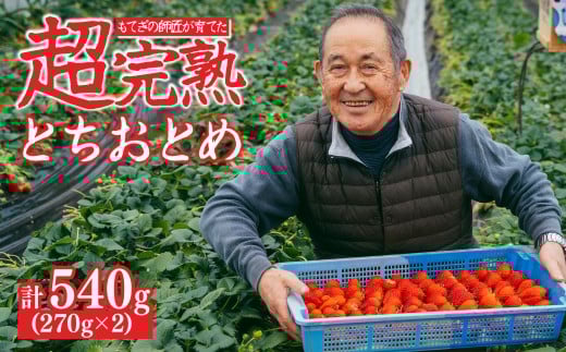【先行受付：3月以降発送】いちご「茂木完熟いちご」師匠が育てた朝採れとちおとめ レギュラーサイズ 約270g × 2パック 計約540g | いちご イチゴ 苺 とちおとめ 完熟 果物 フルーツくだもの 甘い あまい 旬 産地直送 栃木県産 関いちご園 栃木県 茂木町