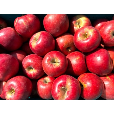【26年4月出荷予定】紅玉 約5kg おもてなし用 CA貯蔵 クール便【配送不可地域：離島・沖縄】【1612930】