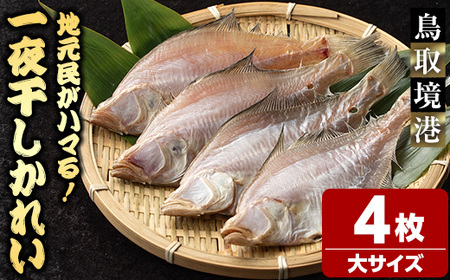 一夜干しかれい 大サイズ！(4枚) 国産 魚介 干物 干し物 海の幸 エテカレイ 冷凍 おかず おつまみ お土産 【sm-DG005-A】【木村鮮魚店】