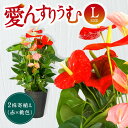 【ふるさと納税】 愛んすりうむ（アンスリウム）L（2株寄植え／大） 花 きれい お中元 自宅用 家庭用 国産 冷蔵 楽天 返礼品 寄付 お歳暮 お祝い 贈り物 故郷納税 滋賀県 東近江 近江 C17 湖東フラワー