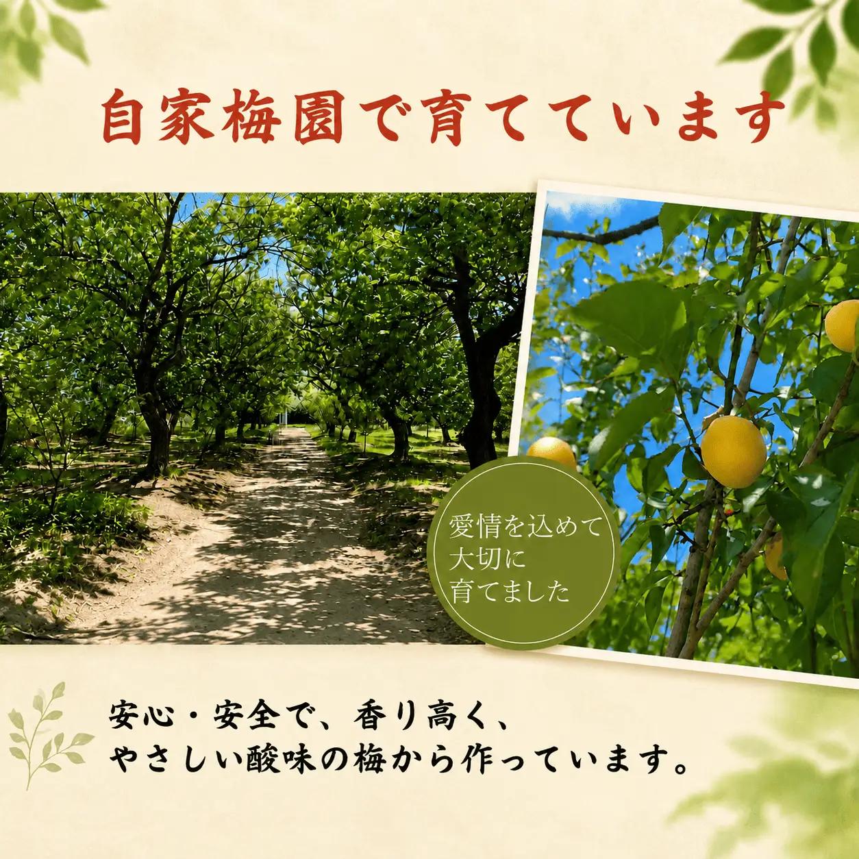 梅干し 塩分8％ 900g （450g×2パック）