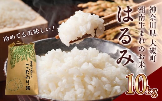 【R7年新米10kg】湘南生まれのお米「はるみ」〈出荷時期:～2025年12月26日出荷終了〉【 神奈川県 大磯町 米 お米 白米 白飯 コシヒカリ キヌヒカリ 交配種 新米 前日精米 特別栽培米 甘み 期間限定】