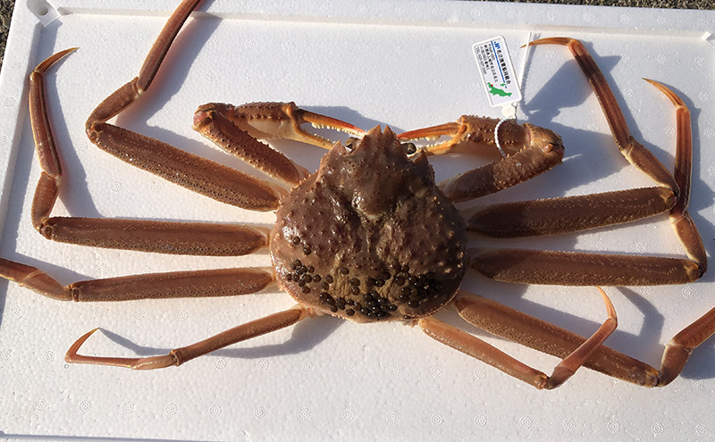 名立産　本ずわいがに姿　2尾　合計約1.0kg　新潟 上越 ズワ