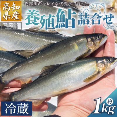 ふるさと納税 香南市 【冷蔵】鮎 1kg 生鮎 高知県産 物部川のキレイな伏流水で育った 養殖鮎 kt-0002