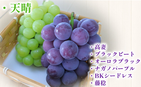 ＜青系＆黒系ぶどうセット 約1.2kg＞果物 くだもの フルーツ 大粒 大きい 食べ応え 葡萄 ブドウ 果肉 果実 青果 濃厚 甘み 甘い 食べ比べ 贈り物 贈答 岡山農園 愛媛県 西予市 冷蔵 『2