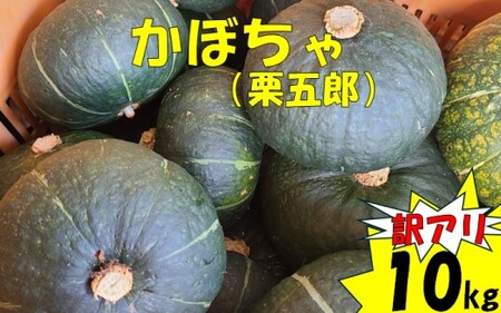 ZS-960  【訳アリ】かぼちゃ（栗五郎） 10kg  季節限定 農家直送 鹿児島県産