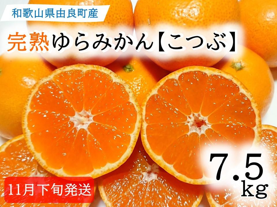 
★薄皮で濃い甘さ！完熟由良みかん【こつぶ】7.5kg×1箱（2Sサイズ）和歌山県由良産
