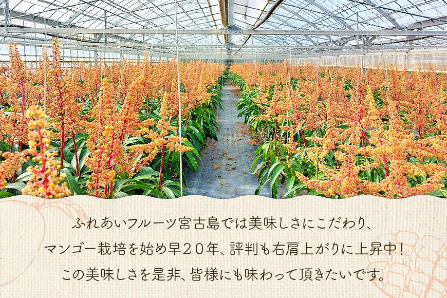 ＜2026年夏発送＞【家庭用】激うま！宮古島産アップルマンゴー1kg(2～3玉)ふれあいフルーツ宮古島(FA01)