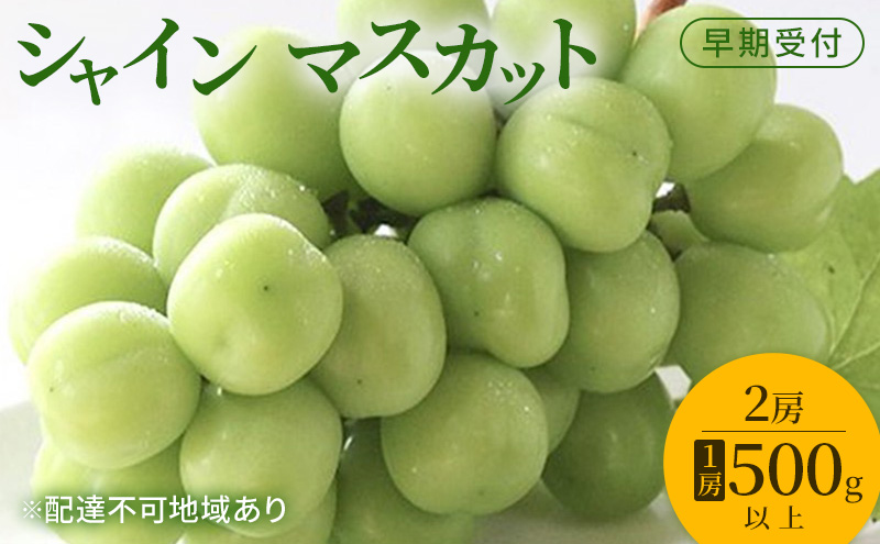 ぶどう 早期受付 シャイン マスカット 2房（1房500g以上） ブドウ 葡萄 岡山県産 国産 フルーツ 果物 ギフト 桃茂実苑