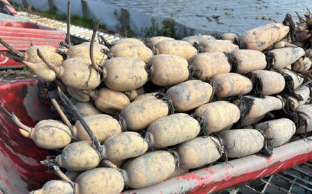 泥付きれんこん 約3kg 【勝農園】[IDK002]