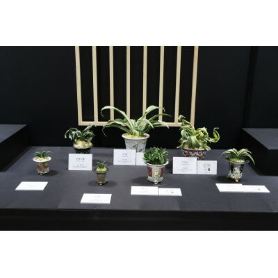 【ふるさと納税】おもと講座と植え替え体験 徳川家康公の運気を上げた縁起物!【万年青プレゼント!】【1655543】