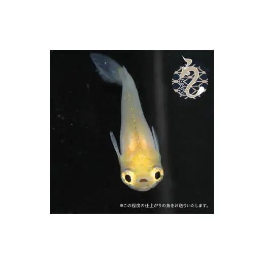 メダカ「ポニョ」3ペア