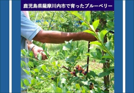 【７月以降順次発送】 冷凍ブルーベリー 1kg ブルーベリー ぶるーべりー フルーツ 果物 果実 産地直送 AS-2246