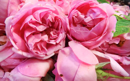 ＜新感覚！バラの香りにつつまれる炭酸飲料＞セイントローズ G 500ml 佐賀県/株式会社Rose [41AAAS002]