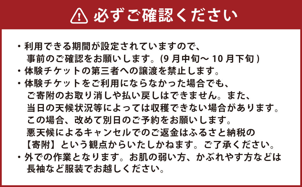 かわいいミニトマト収穫体験