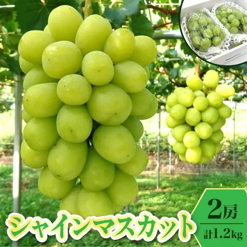 ぶどう（シャインマスカット）１.２ｋｇ　0009-2606