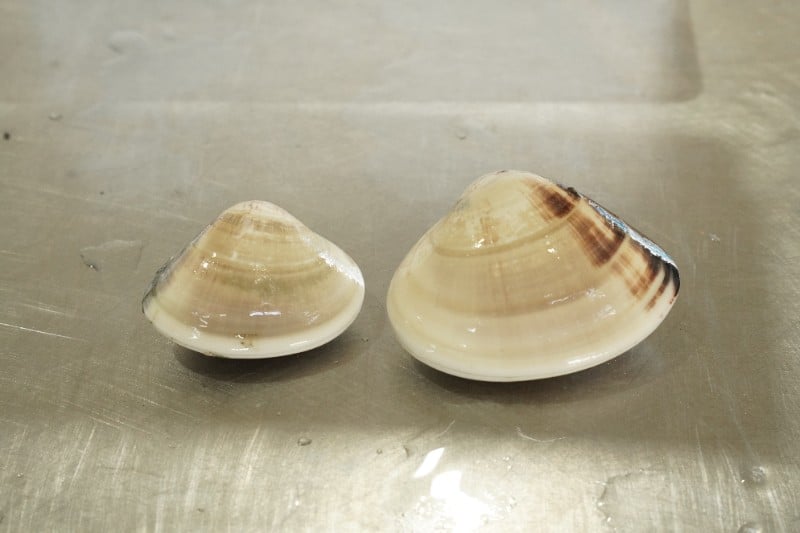 
             天然 活はまぐり 選べる 100-140gサイズ/ 40-60gサイズ  約1.5kg/ 約2.5kg/約3.5kg 活 はまぐり 蛤 砂抜き 冷蔵 九十九里産 魚介 魚貝 魚介類 海鮮 貝 貝類 出汁 だし 味噌汁 酒蒸し グラタン 九十九里浜 お祝い 祝い ひなまつり 節句 おせち 贅沢 人気 おすすめ 贈答 ギフト お取り寄せ 株式会社丸六 旭市 千葉県 mrk
          