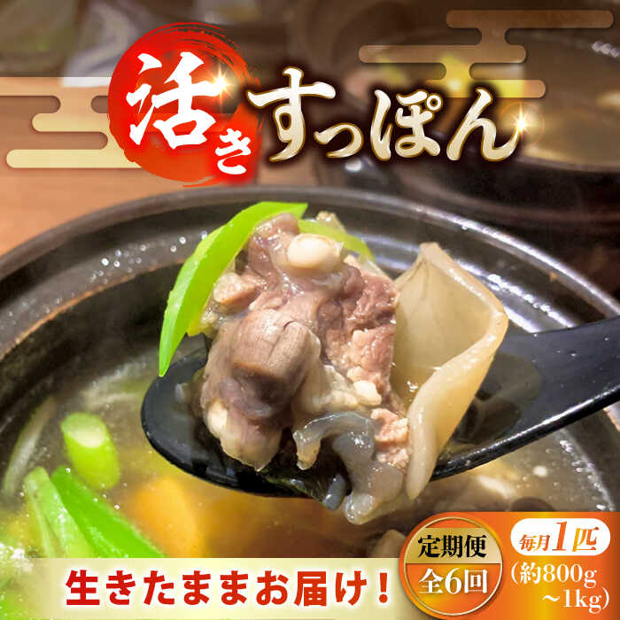 【ふるさと納税】【全6回定期便】海鮮 魚介類 すっぽん 生きたまま届く最高級食材！江田島育ちのすっぽん 【活き】 1匹 料理 人気 美容 健康 ギフト 広島県産 江田島市/平井興産株式会社[XAC011] 海鮮 魚介類 冷蔵 すっぽん スッポン コラーゲン セット 鍋