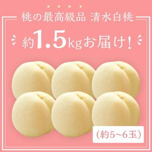 桃 2026年 清水 白桃 5～6玉入 約1.5kg 岡山市一宮地区産 もも モモ フルーツ 果物 ギフト