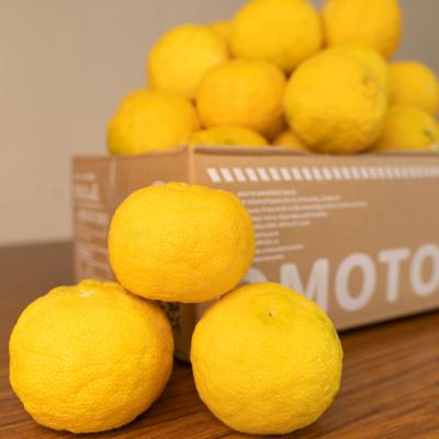 ふるさと納税 宇佐市 おもとの丘の柚子 1.8kg【111300601】【未来農林】 |  | 01