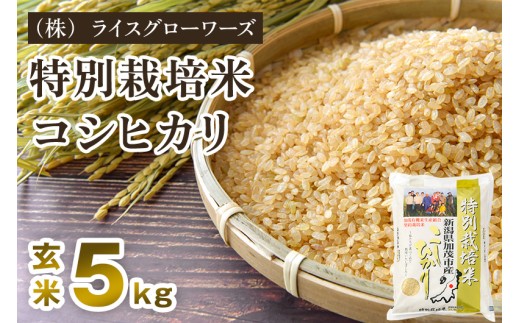 【令和8年産新米先行予約】新潟県加茂市産 特別栽培米コシヒカリ 玄米5kg《10月上旬～順次出荷》 従来品種コシヒカリ （株）ライスグローワーズ