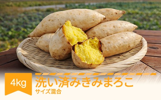 
            【先行予約】さつまいも きみまろこ 洗い 約4kg 村山市産 2026年産 令和8年産 山形県産 ※沖縄・離島への配送不可 no-spkma4
          